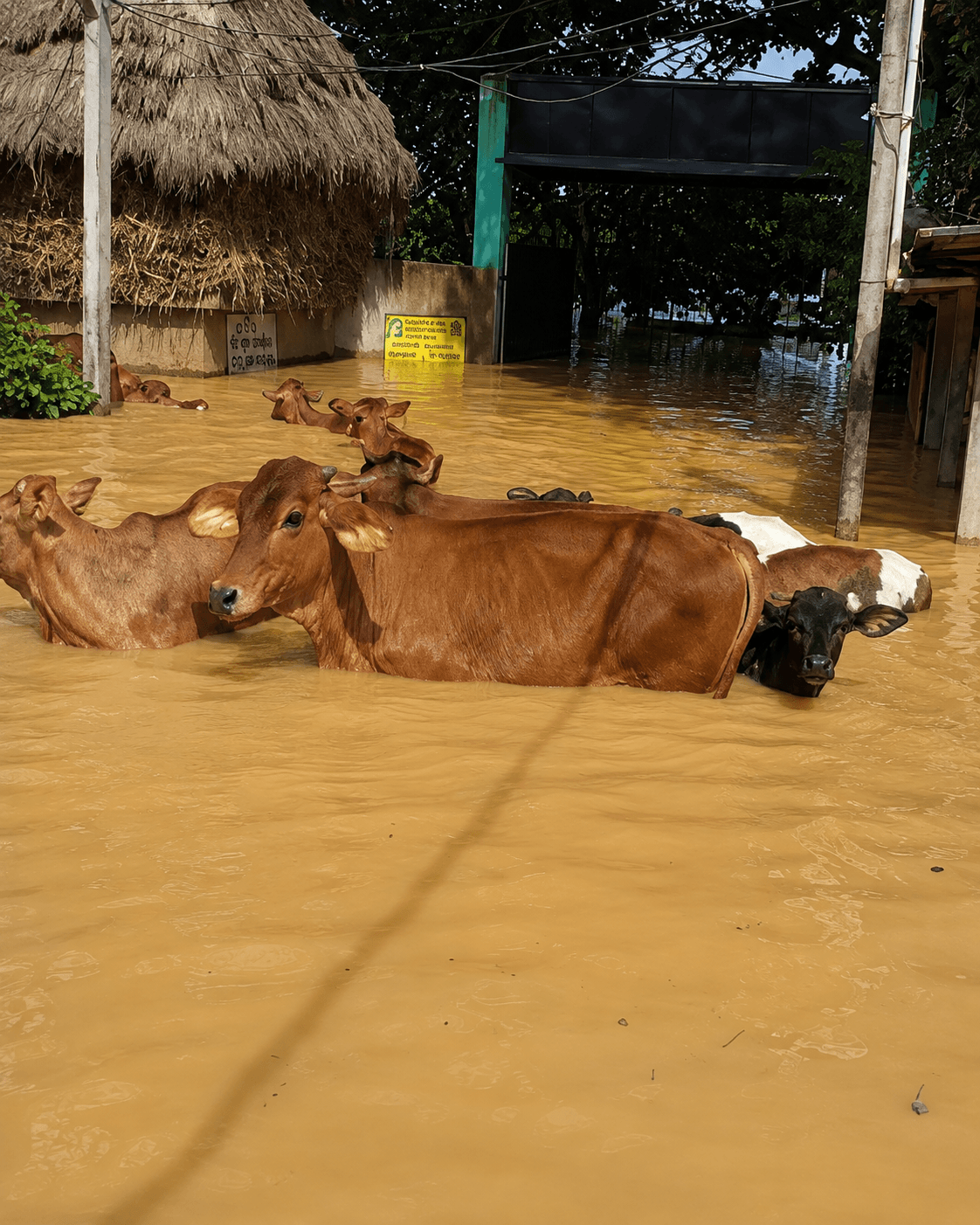 Odisha's Devastating Floods Have Left Countless Animals Hungry, Injured And Fighting To Survive