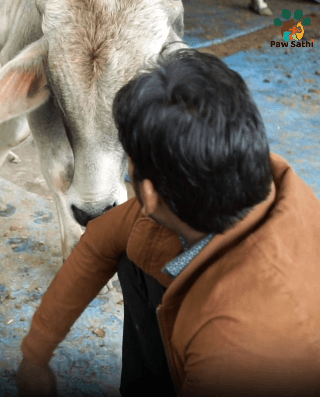 Paw Sathi Video