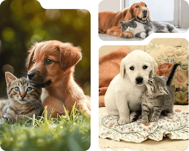A puppy nuzzling a kitten in the grass