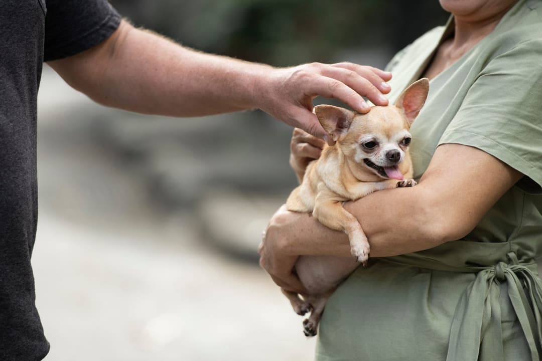 A hand gently holding a small dog wrapped in a sweater